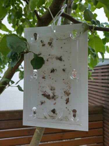 Omenakääriäisansat 2 kpl | Pestis Protect® photo review