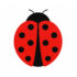 Kärpäs- ja hyönteisansa | Ikkuna Leppäkerttu 10 kpl